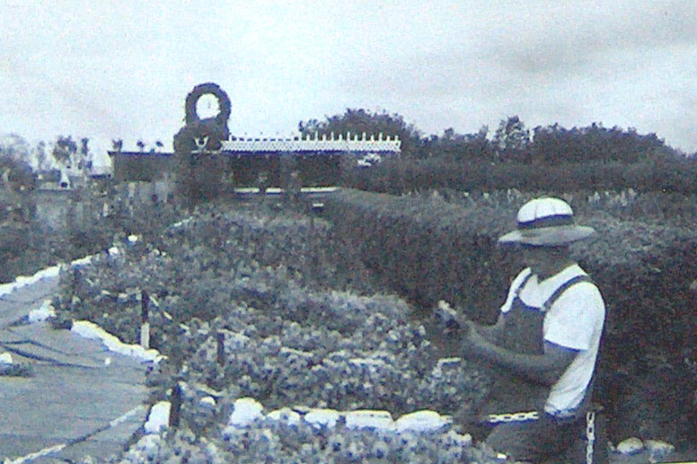 Picture of gardener looking after typical English garden in Summerberry