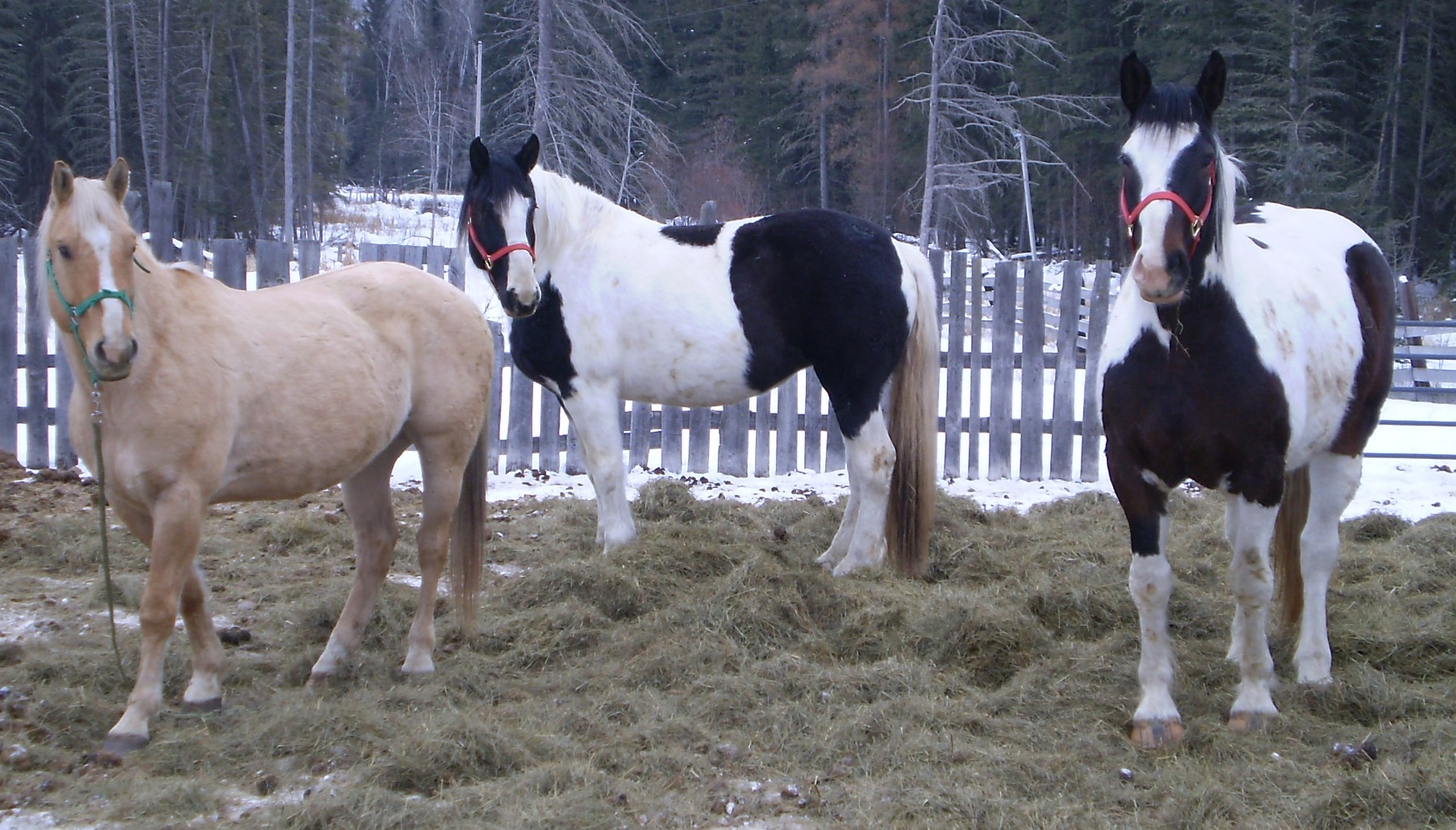 Three horses in corral.